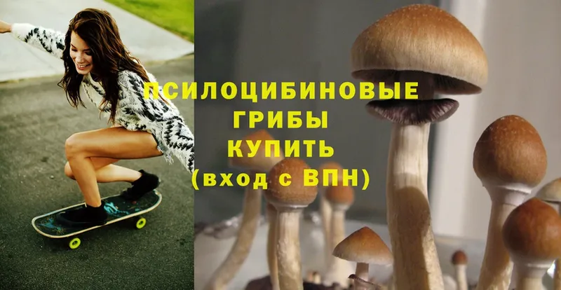 дарнет шоп  Губкинский  это состав  Псилоцибиновые грибы Psilocybine cubensis  OMG  